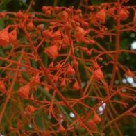 Illawarra Flame Tree (Australische Buschblüten)
