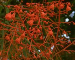 Read more about the article Illawarra Flame Tree (Australische Buschblüten)