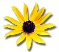 Logo Essenzenladen Blume
