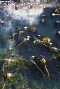 Read more about the article Brown Kelp (Pacific Essences)
