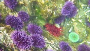 Seeigel (Urchins)
