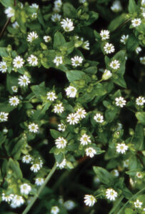 Pacific Essences: Chickweed