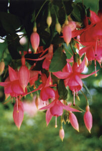 Read more about the article Fuchsia (Pacific Essences)