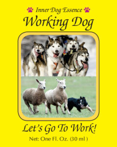 Read more about the article Working Dog (Wild Earth)