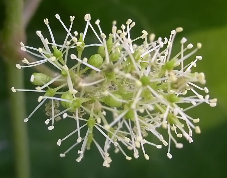 Grape Blossom