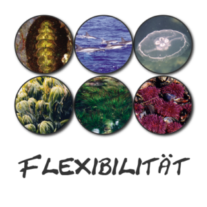 Read more about the article Flexibilität (Der Essenzenladen)