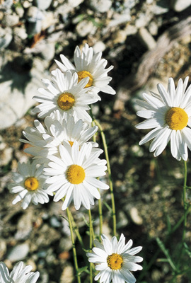 Pacific Essences: Ox eye Daisy