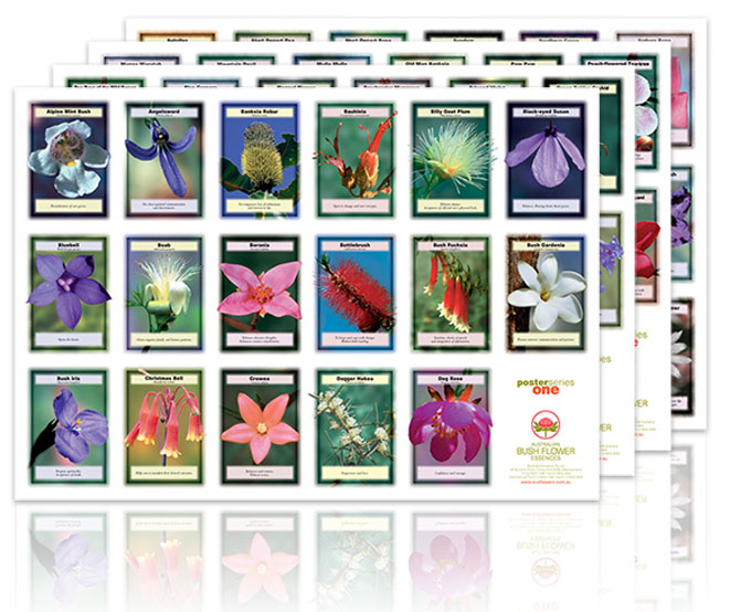 Australische Buschblüten Poster