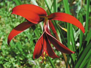 Mehr über den Artikel erfahren Neue Gulaga Essenz „Transmutation“