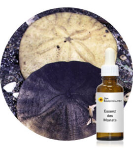 Read more about the article Sand Dollar (Pacific Essences)