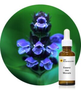 Read more about the article Self-Heal (Alaskan Essences)