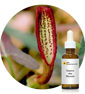 Indianroot