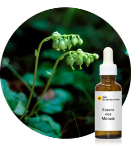 Read more about the article One-Sided Wintergreen (Alaskan Essences)