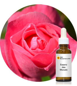 Read more about the article Pink Rose (Crystal Herbs)