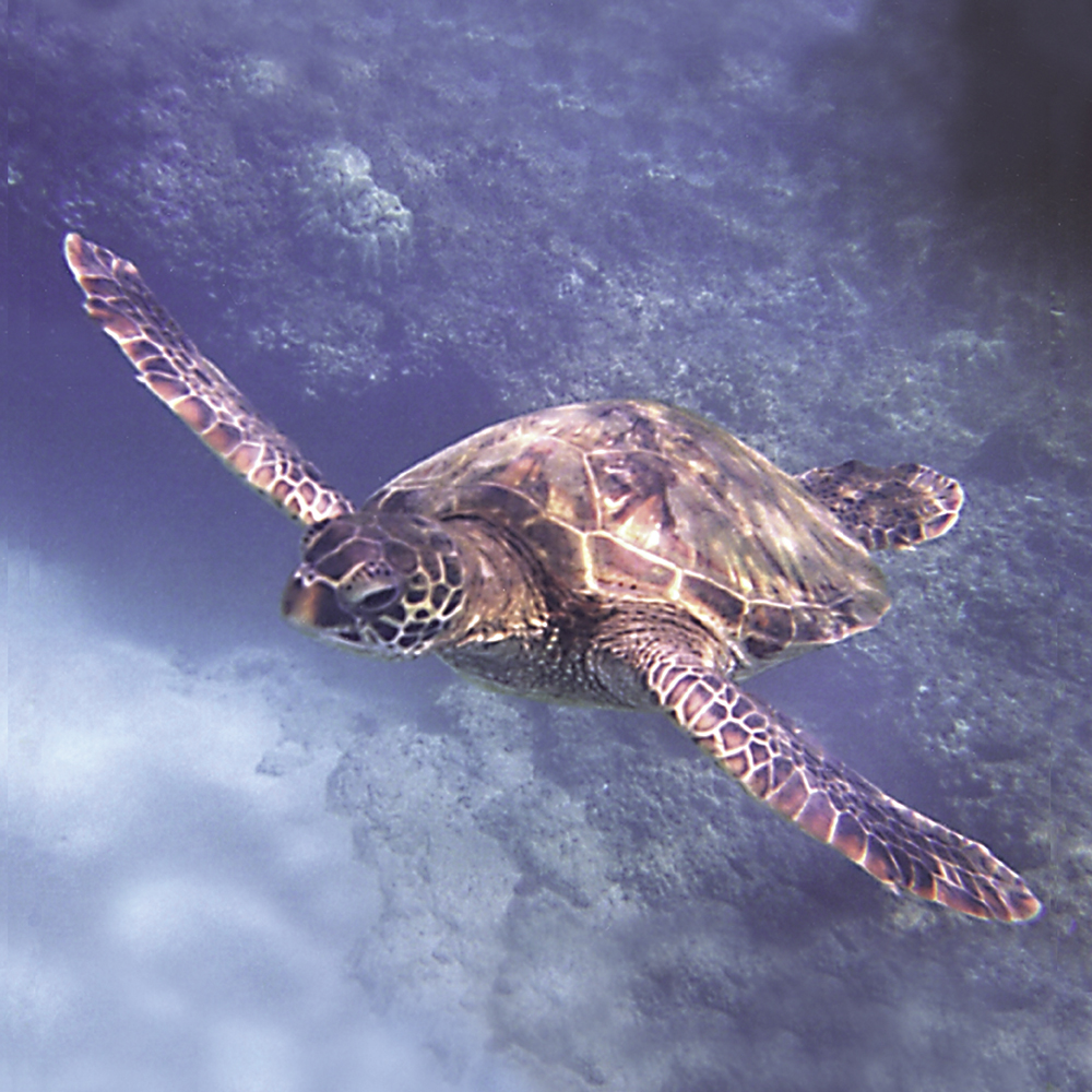 Sea Turtle (Pacific Essences)