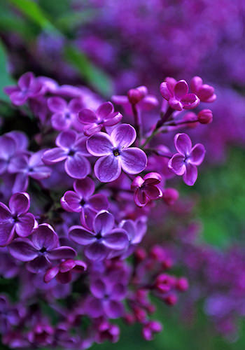 Lilac (Alaskan Essences)