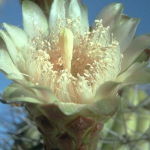 Organ Pipe Cactus (Desert Alchemy)