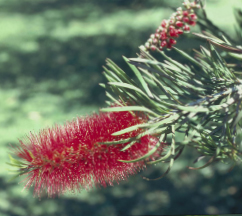Bottlebrush (Australische Buschblüten Essenzen)