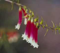 Bush Fuchsia (Australische Buschblüten Essenzen)