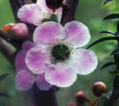Peach-flowered Tea-tree (Australische Buschblüten Essenzen)