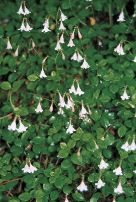 Twinflower (Pacific Essences)