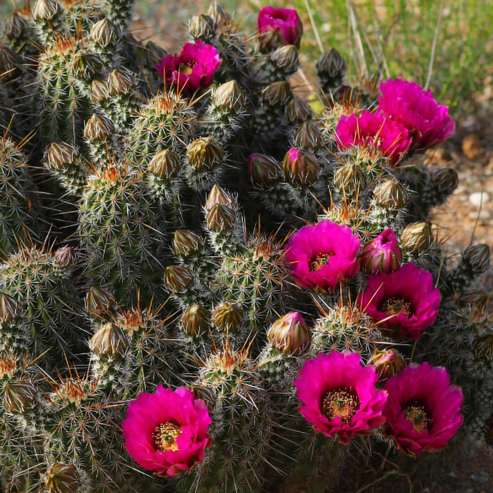 Hedgehog Cactus (Desert Alchemy)