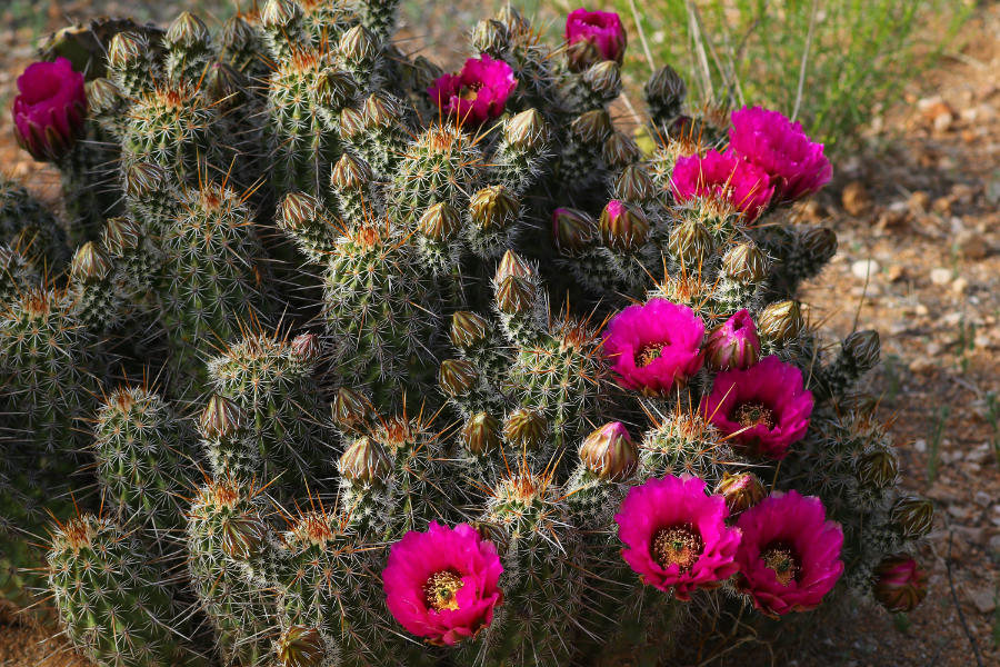 Blühender Hedgehog Cactus in der Sonora Wüste in Arizona/USA