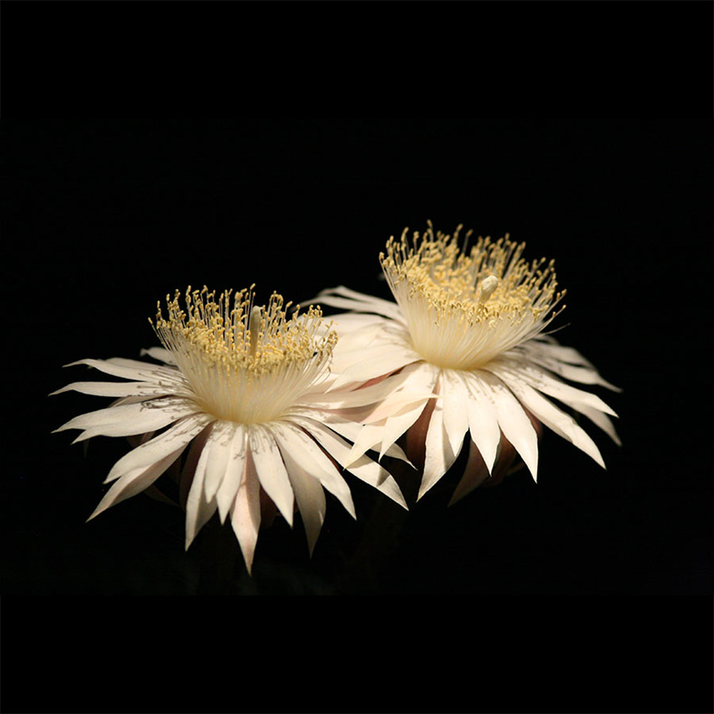 Queen of the Night Cactus (Desert Alchemy)