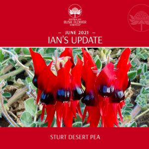 Read more about the article Sturt Desert Pea – eine der am tiefsten wirkenden Australischen Buschblüten Essenzen