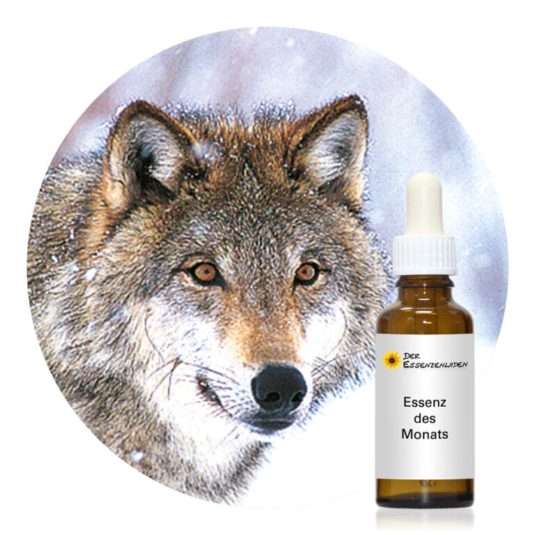Wolf edm