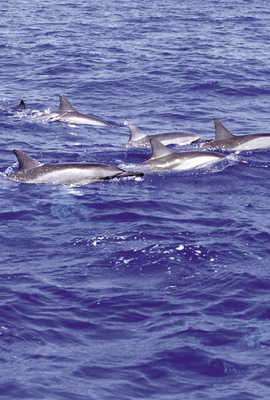Dolphin (Pacific Essences)