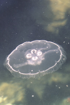 Jellyfish (Pacific Essences)
