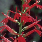 Cardinal Flower (Desert Alchemy)