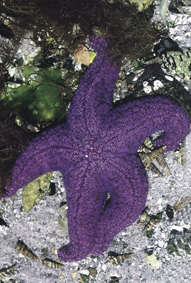 Starfish (Pacific Essences)