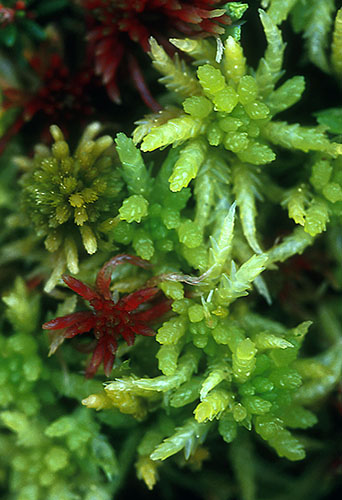 Sphagnum Moss (Alaskan Essences)