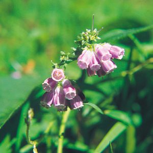 Comfrey (South African Flower Essences)