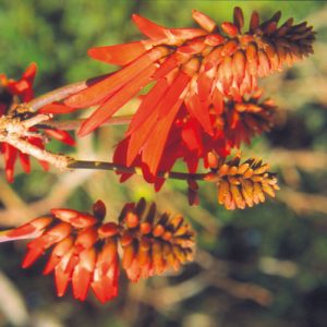 Coral Tree (South African Flower Essences)
