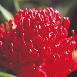 Warratah (South African Flower Essences)