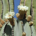 Cardon Cactus (Desert Alchemy)