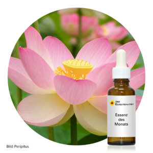 Read more about the article Lotus (South African Flower Essences)