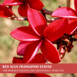 Read more about the article Red Suva Frangipani Video & Erfahrungsberichte 🌺