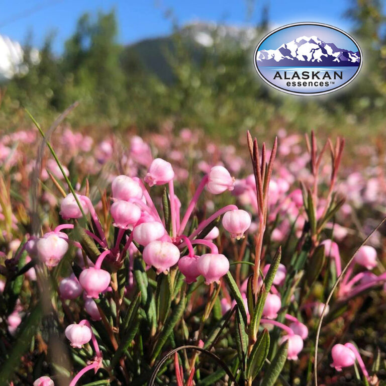 Alaskan Essences April 2022