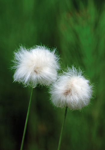 Cotton Grass (Alaskan Essences)