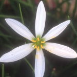 Zephyr Lily (Desert Alchemy)