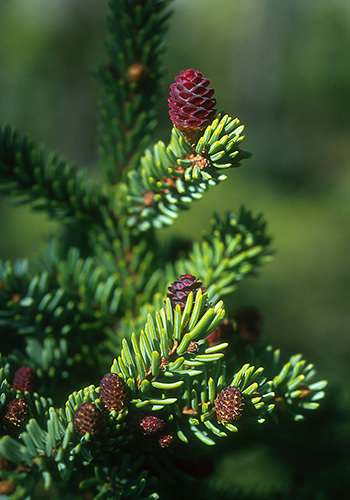 Black Spruce (Alaskan Essences)