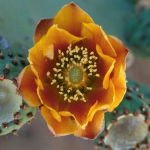 Spineless Prickly Pear Cactus (Desert Alchemy)