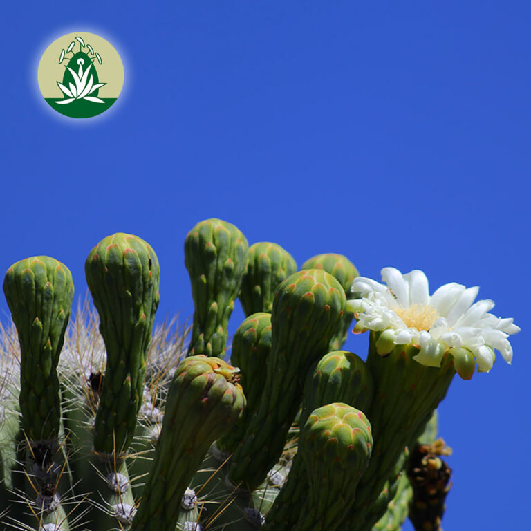 Desert Alchemy Juni 2022