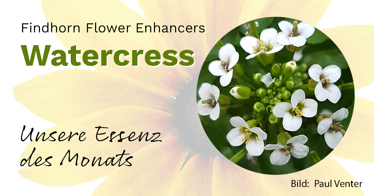 Watercress (Findhorn Flower Essences) Das Essenzen Blog
