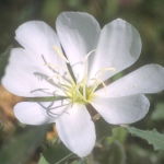 White Evening Primrose (Desert Alchemy)