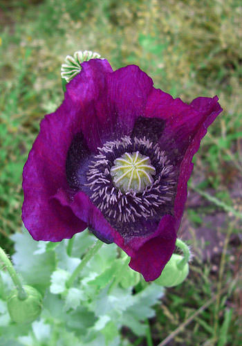 Purple Poppy (Alaskan Essences)